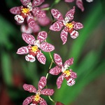 Orchidej