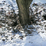 Světem ptáků IV. - Souboj kosů