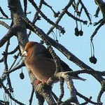 Světem ptáků V. - Dlask tlustozobý