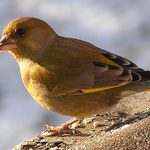 Světem ptáků VI. - Zvonek zelený