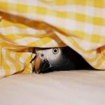 Káča tunelářka...