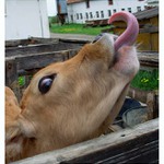 A to tele hubou mele...