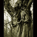 Nálada stromová.....