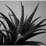 Rostlina