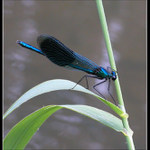 Calopteryx Splendens