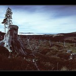 Zamračené poledne aneb pařez pro někoho tady