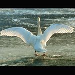 <b>...protáhnout a zavrtět...</b>