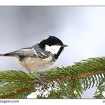 Další sýkorka... :-)