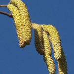 První pozdrav jara.