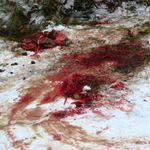 Překvapení v lese na cestě