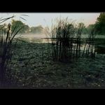 Milotický rybník III