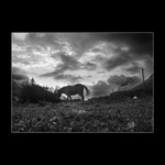 Norsko v bw <br> Zapadovka s koněm <br>serie 6/4