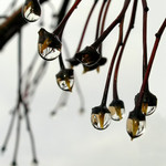 ..kde rostou skleněnky...