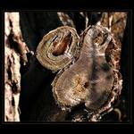 Uprostřed starého stromu