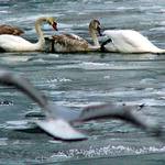 nalet racka na labute