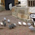 za mnou k pokladne !