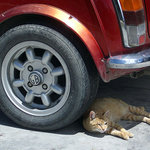 Odpočinek ve stínu