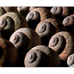 Šnečku šnečku ...