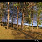 Stíny, stromy, obloha