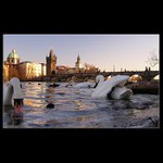 <B>ze života brouka I </B>... na břehu Vltavy