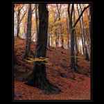 Podzimní les