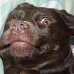 Kto vie urobiť krajšiu grimasu ?