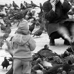 Pigeon has landed
