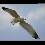 racci v Izraeli jsou stejní jako na Vltavě :)