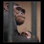 Uväznená materská láska II.