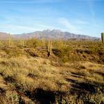 Podvečerní poušť