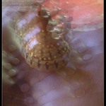 Džbánek s červeným kobercem