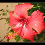 Krása na jeden den...