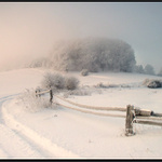 Mlha si sedá na větve stromů