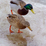 taneční dvojice na ledě - synchron