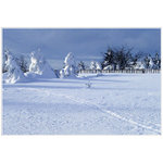 Zima na zahrádce....