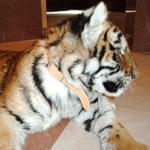 takže nie zoči-voči šelme