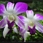 Orchid