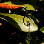 > MILUJTE SE A MNOŽTE SE <