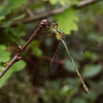 > VÁŽKA LAŠOVICKÁ <