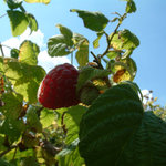 Chuť minulého léta