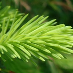 Zelená je zdravá na oči