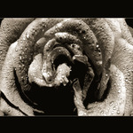 <B>... Rose ...</B><br>