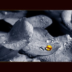 <b>... Golden Dot ...</b><br>