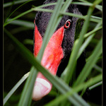 ..seděla si na vejcích..