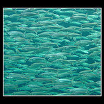 Sem, tam, sem, tam...