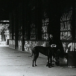 Jižní předměstí s dogou