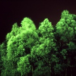 NightVision#3