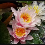 sprchujici se leknin