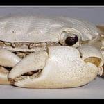Krab