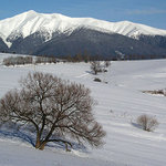 Iná Stromofka II.